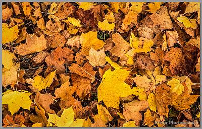 image by Kirms Photography Fallen Leaves